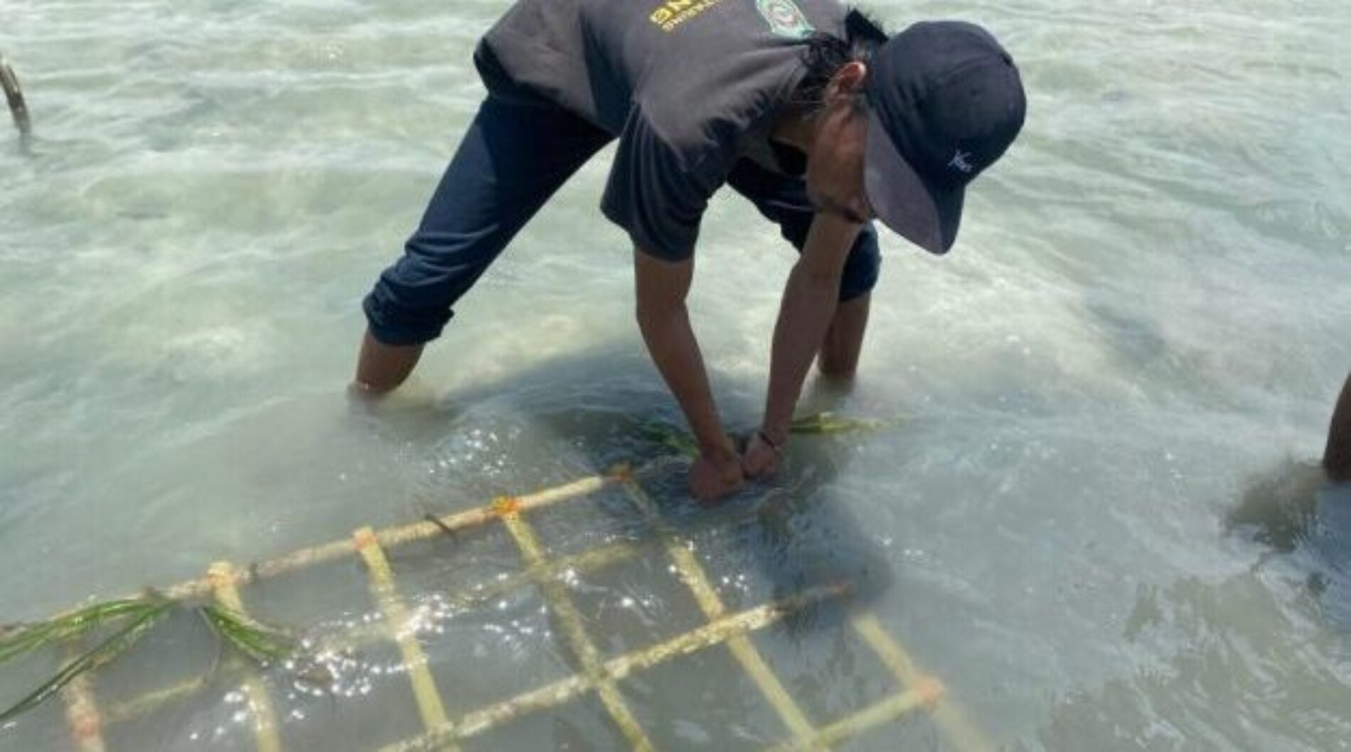 Dosen UMI dan Mahasiswa melalui PKM melaksanakan Kegiatan Transplantasi Lamun