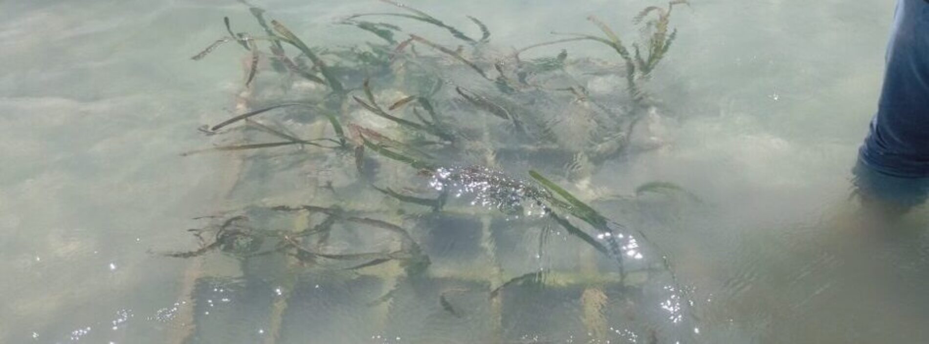 Dosen UMI dan Mahasiswa melalui PKM melaksanakan Kegiatan Transplantasi Lamun